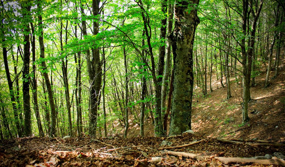 Assocarta, Lucart e Sofidel celebrano la Giornata Internazionale delle Foreste